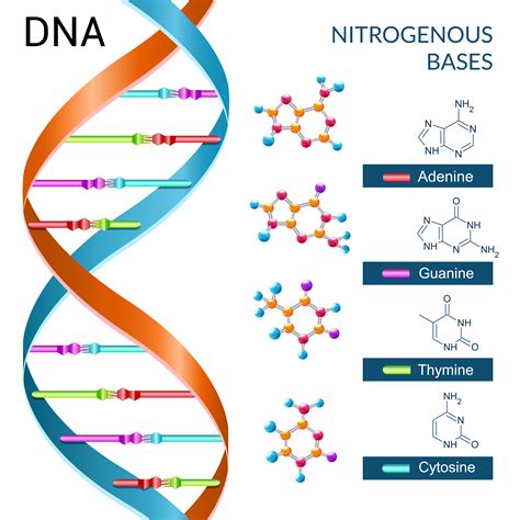 Adenine (a), guanine (g), thymine (t), and. Dna Bases Poster - Download Free Vectors, Clipart Graphics ...