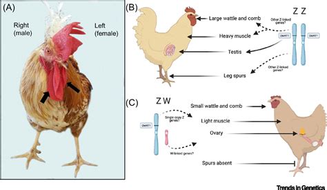 The Curious Case Of Avian Sex Determination Trends In Genetics