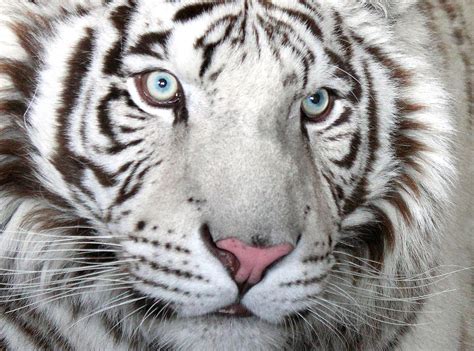 White Siberian Tiger Eyes