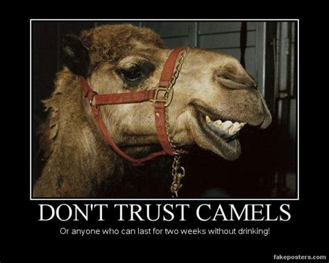 Best 200 Camels Images On Pinterest Camels Deserts And Camel