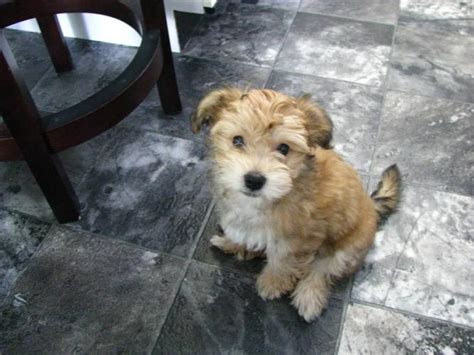Yorkie Bichon Bichon Frise Yorkshire Terrier Mix Info Pictures