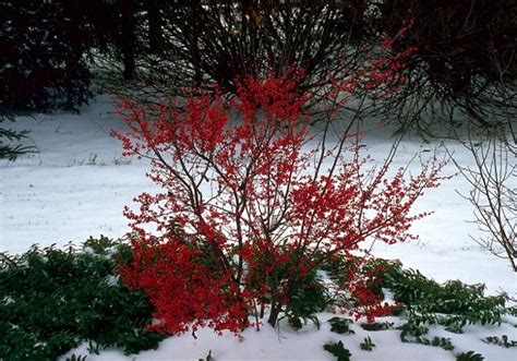 For best results and maximum flower and. Grover Landscape and Design | Winterberry holly, Winter ...