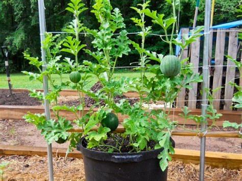 Growing Watermelon Vertically