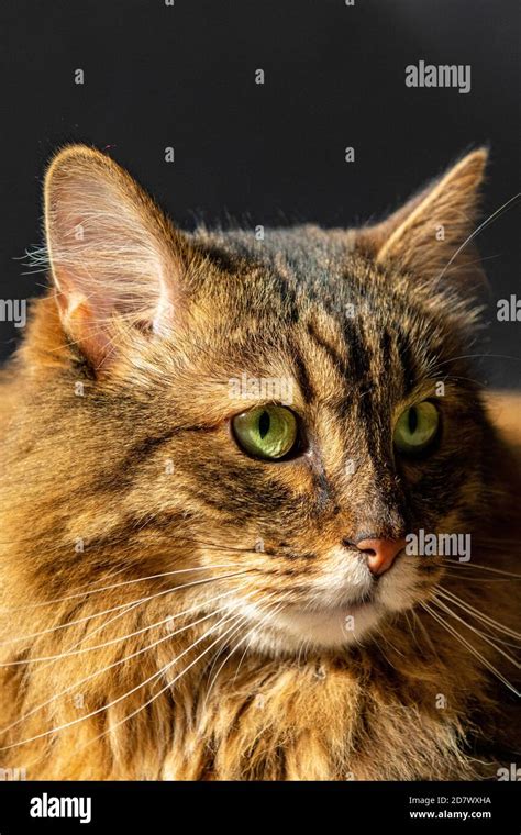 A Tabby Munchkin Breed Of Cat Stock Photo Alamy