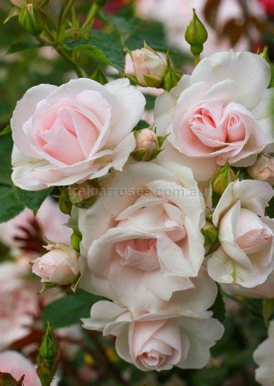 Many Happy Returns Rose Varieties Types Of Roses David Austin Roses
