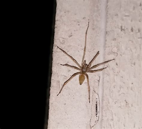 Male Cheiracanthiidae Prowling Spiders In Rohnert Park California
