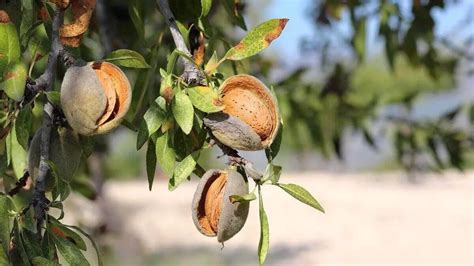 How Do Almonds Grow History Pollination Harvest And Much More