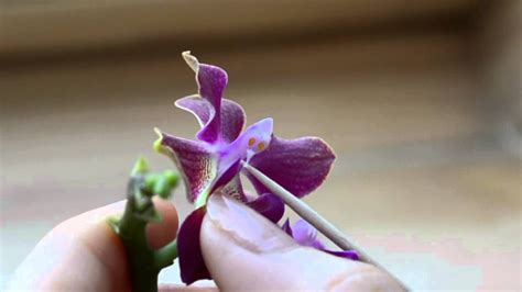 How To Pollinate Flowers Phalaenopsis Orchids Phalaenopsis Orchid Orchids Orchid Care