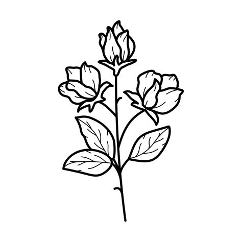 Premium Vector Beautiful Sweet Pea Flower With Leaves Line Art Plant
