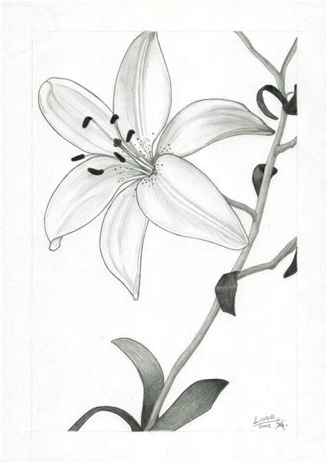 Pin By Pauly G On Drawing ️ Flower Drawing Flower Art Art Drawings