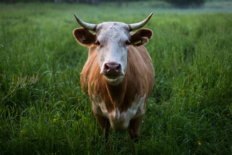 Serene Cow In Grass 4k Ultra Hd Wallpaper