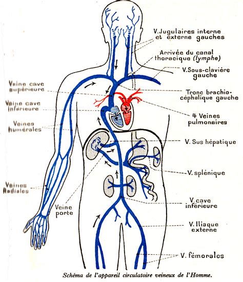 Dessin Anatomie De L Homme Appareil Circulatoire Veineux De L Homme