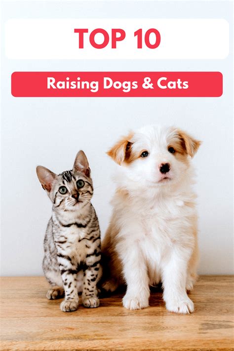 Top 10 Tips For Raising Dogs And Cats Together Dog Cat Pets Pet Clinic