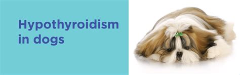 Hypothyroidism In Dogs Is It Life Threatening Can It Be Cured