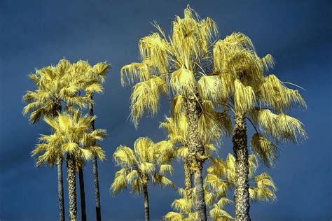 Palm Trees At Laguna Beach Photograph By Randall Nyhof Fine Art America