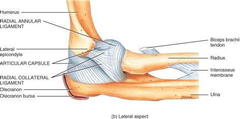 Elbow Joint Anatomy