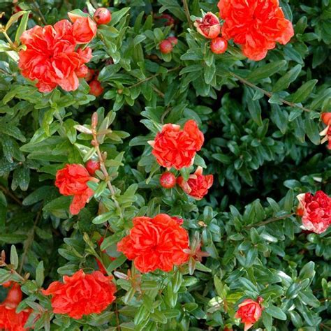 Pomegranates will grow and bear fruit in sunset zone 24 where you probably live but they need full sun. Flowering Pomegranate Tree | Punica granatum 'Flore Pleno ...