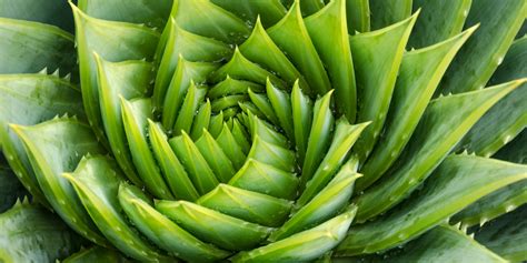 Beautiful Photos Of Geometry In Nature Business Insider