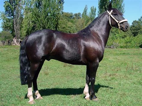 chilean horse  corralero equusthe horse pinterest horse