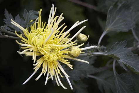 Chrysanthemums Rethinking A Fast Food Flower Gardenista
