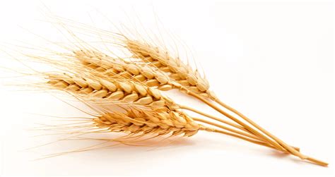 Wheat Png High Quality Image Png All Png All