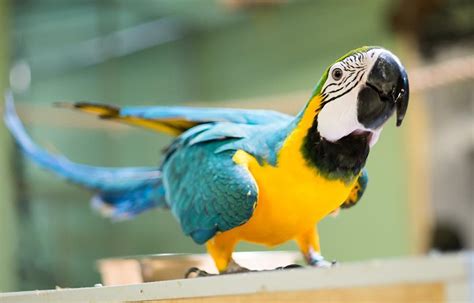 Blue And Gold Macaw The Animal Facts Habitat Diet Appearance