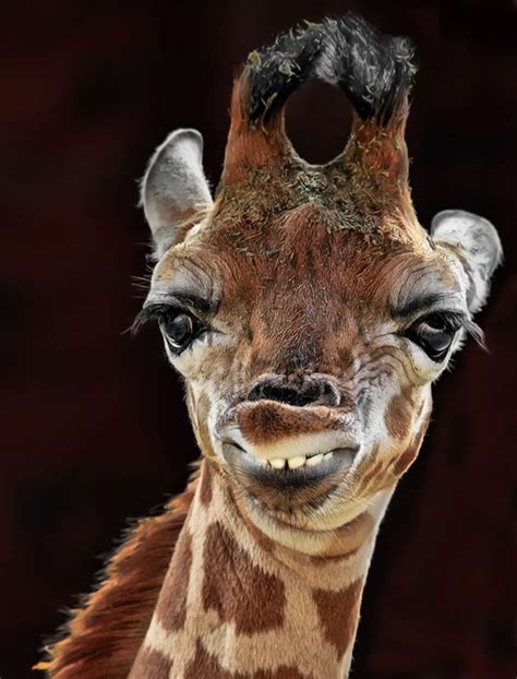 By Klaus Wiese Giraffe Pictures Giraffe Animal Faces