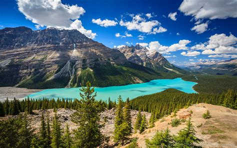 Peyto Lake Viewed In Banff National Park In The Canadian Rockies Nature