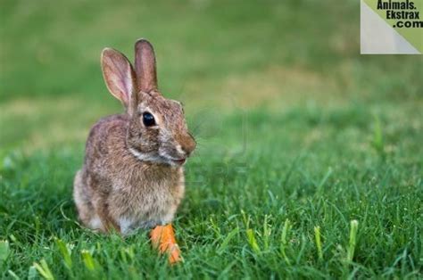 Other animals don't have that concept, and when food is available. 30 Pictures Of Animals Eating Their Favorite Food