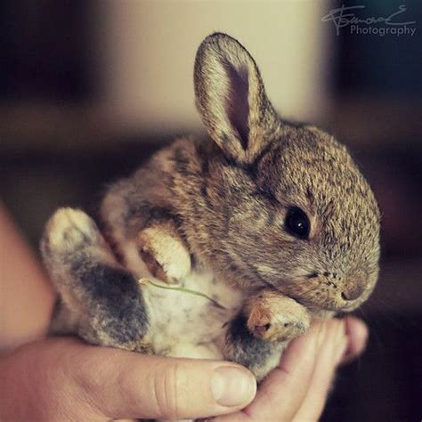 Compensatory Cute Animals The Slacktiverse Tiny Bunny Baby Bunnies