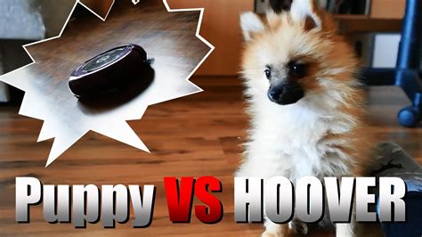 Tiny Puppy VS Robot Vacuum Cleaner YouTube