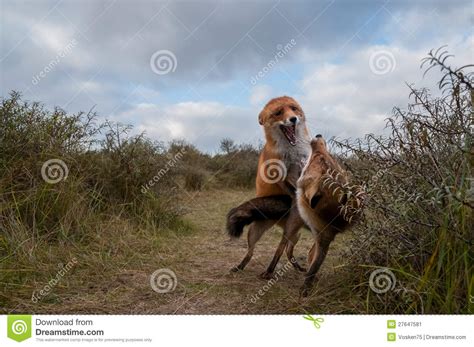 Two Red Foxes Fighting In The Dunes Stock Image Image Of Canine