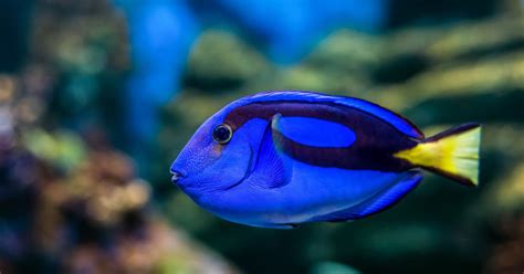 0%0% found this document useful, mark this document as useful. Mengenal Ikan Blue Tang, Si Ikan Dory Pemain Film Finding Nemo - Ikanesia.id