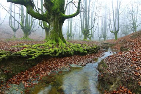 Green And Brown Tree Branch Forest Water Landscape Nature Hd