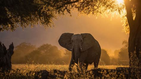 Elephant Forest Sunbeams Morning 4k Hd Animals Wallpapers Hd