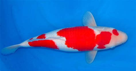 Jenis ikan koi yang populer, bisa tak terhingga jumlahnya | Ikankoi.org