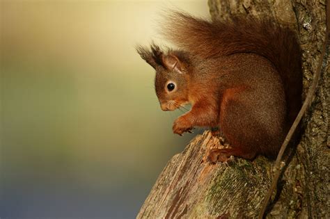 Brown Squirrel On Top Of Brown Tree Hd Wallpaper Wallpaper Flare