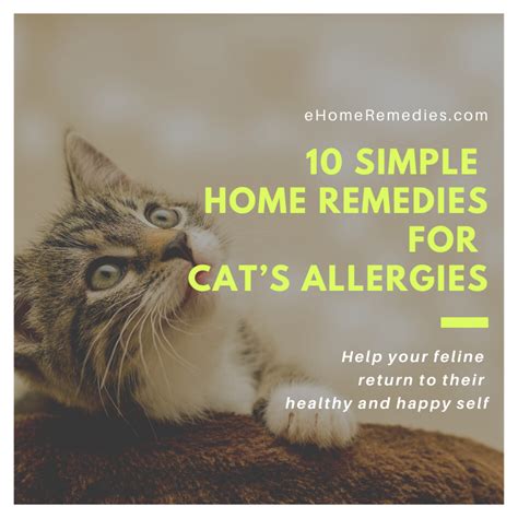 10 Home Remedies For Cats Allergies
