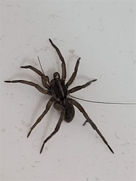 What Spider Is This Rspiders