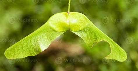 Green Maple Seeds 9438287 Stock Photo At Vecteezy