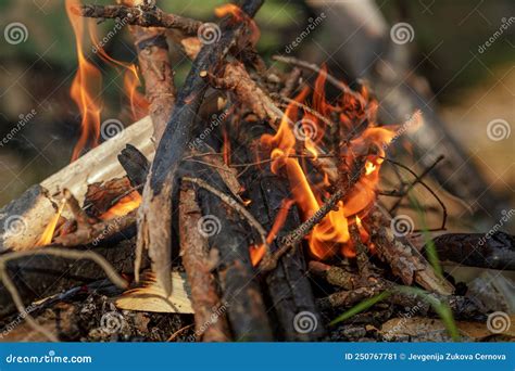 Close Up Of Burning Timber Bonfire In Summer Forest Stock Image