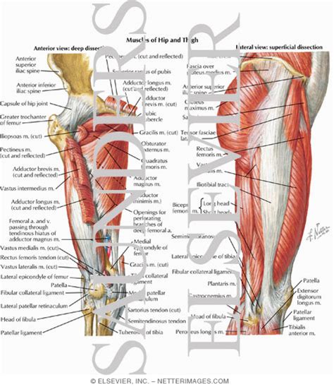 The human back extends from the buttocks to the posterior portion of the neck and shoulders. Muscles of Hip and Thigh (Anterior and Lateral Views)