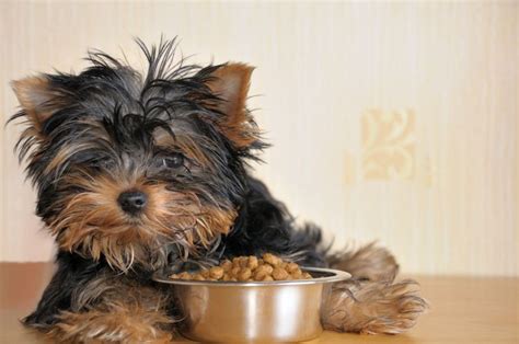 7 Best Dog Foods For Yorkies 2022 Reviews