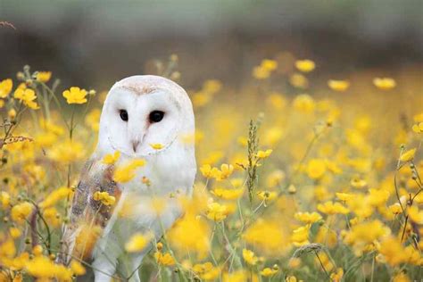 5 Most Common Species Of Owls In North Carolina Denofanimals