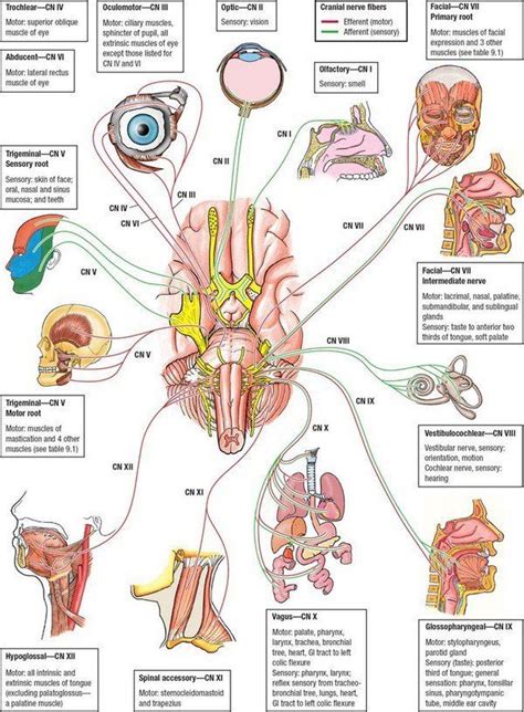 12 Cranial Nerves Anatomía médica Anatomia del cerebro humano