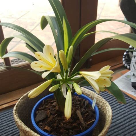 A wide variety of lily bush options are available to you Clivia miniata 'Varigated Yellow', Bush Lily, Natal Lily ...