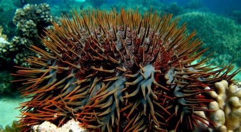 250000 Crown Of Thorns Starfish Killed In Australia Over The Past 21