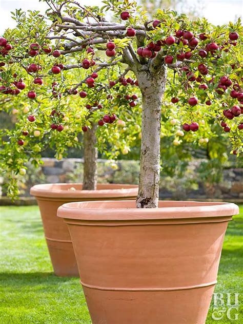 Fruit Trees Home Gardening Apple Cherry Pear Plum Container Fruit
