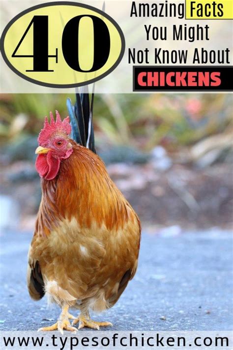 40 Amazing Facts About Chickens You Might Not Know Types Of Chickens Chickens Backyard