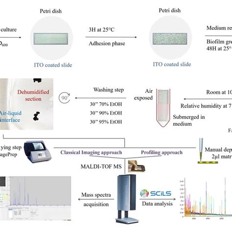 Workflow Development For The Imaging Mass Spectrometry Analysis Of Download Scientific Diagram